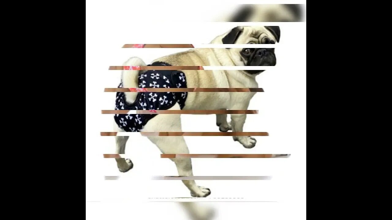 dog whering underwhere