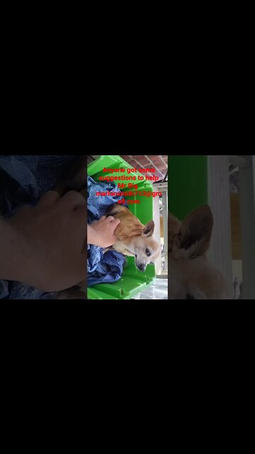 Mr big enlarged heart breathing trouble and heart disease