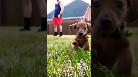 sweet pup cute baby cute dog