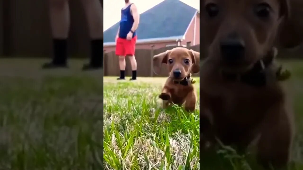 sweet pup cute baby cute dog