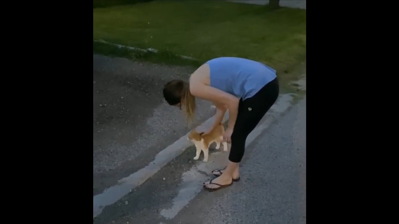 Stray cat follows couple right into their home😍