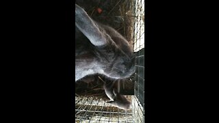 Silver Fox rabbits. An aerial view of a doe and her baby eating together