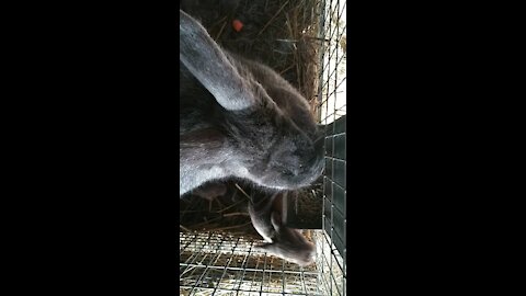 Silver Fox rabbits. An aerial view of a doe and her baby eating together