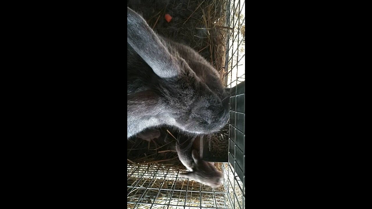 Silver Fox rabbits. An aerial view of a doe and her baby eating together