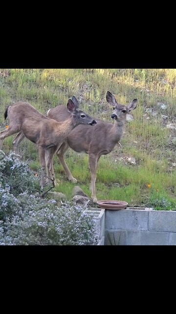 Deer drinking from bird bath
