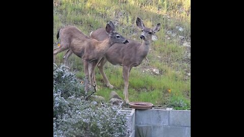 Deer drinking from bird bath