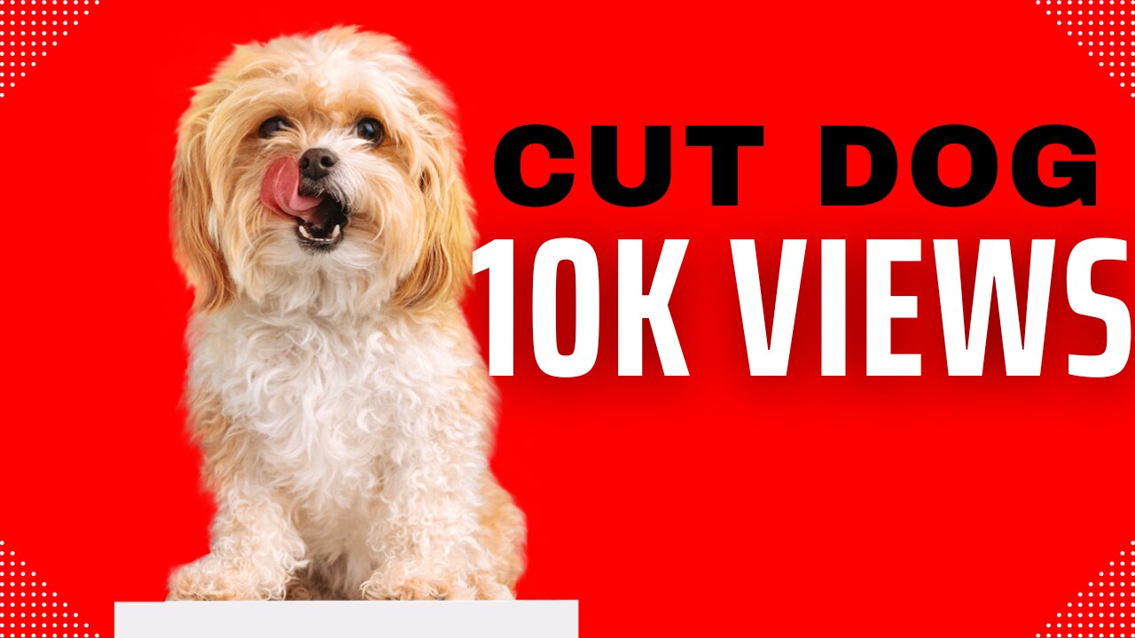 Funny Dog Video - Very Funny Video Funny animal videos | Cute animal videos