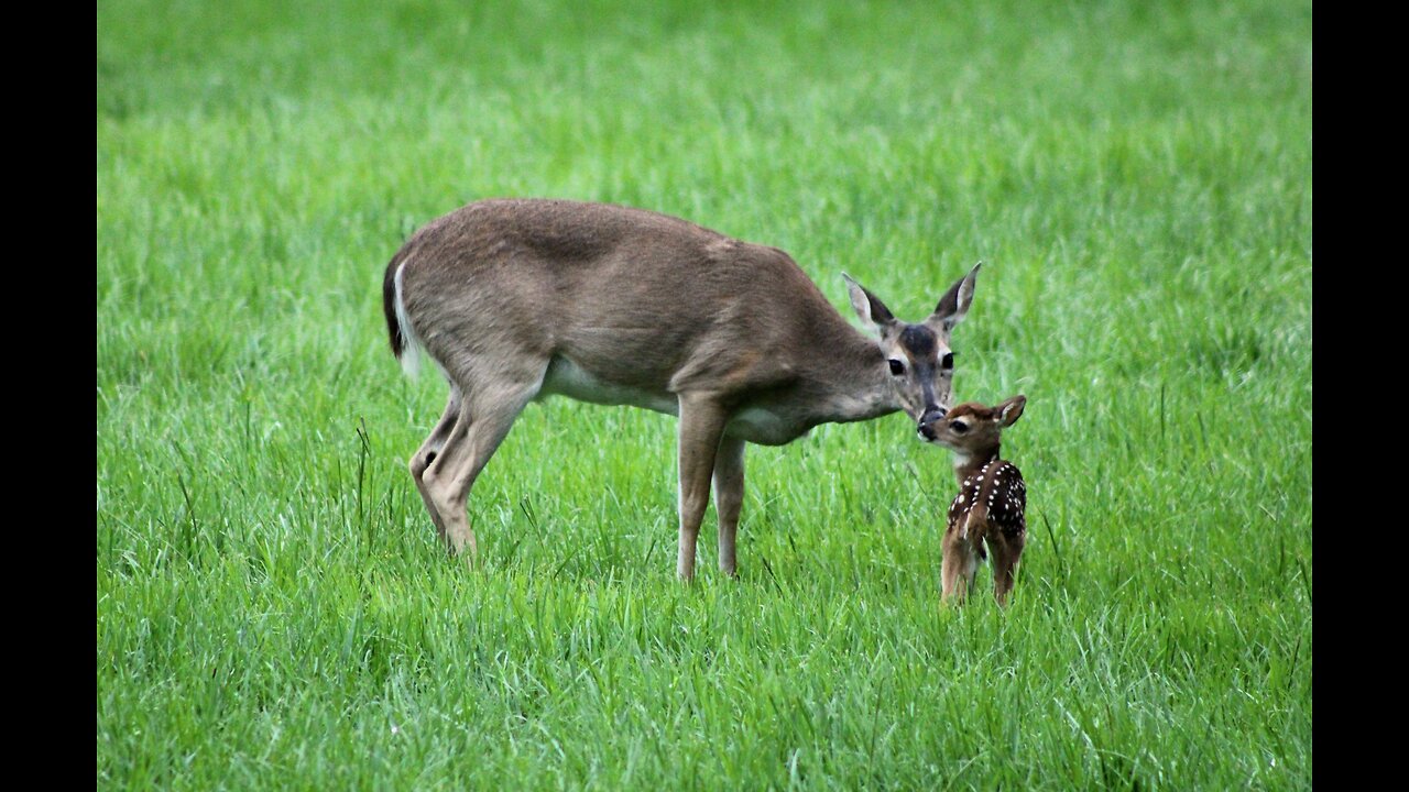 Texas Night Hog's & Deer Weekly 5/17/24