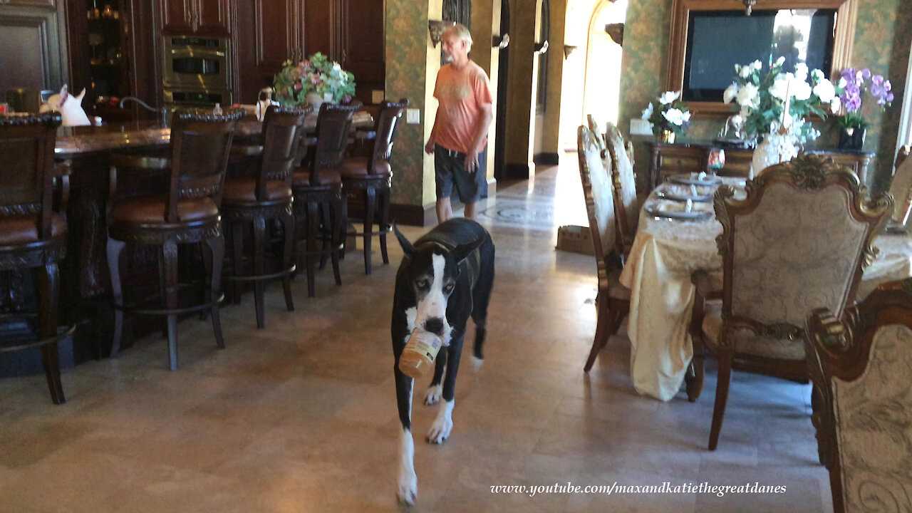 Happy Great Dane Cleans Out A Jar Of Jif Peanut Butter