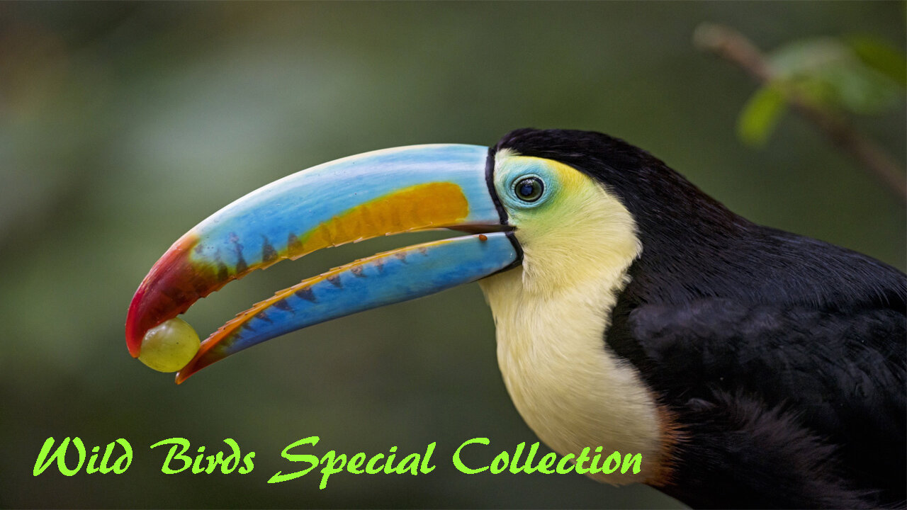 Wings Unleashed: Wild Birds Special Collection