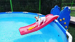 Jack Russell plays on water slide, falls into pool