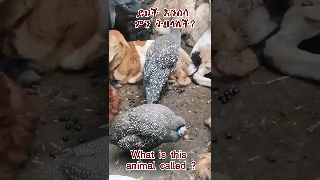 ከእንስሳት ዓለም #Shorts