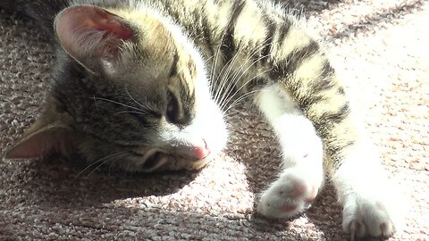 Cute Baby Cat Sleeps in the Spot of Sun