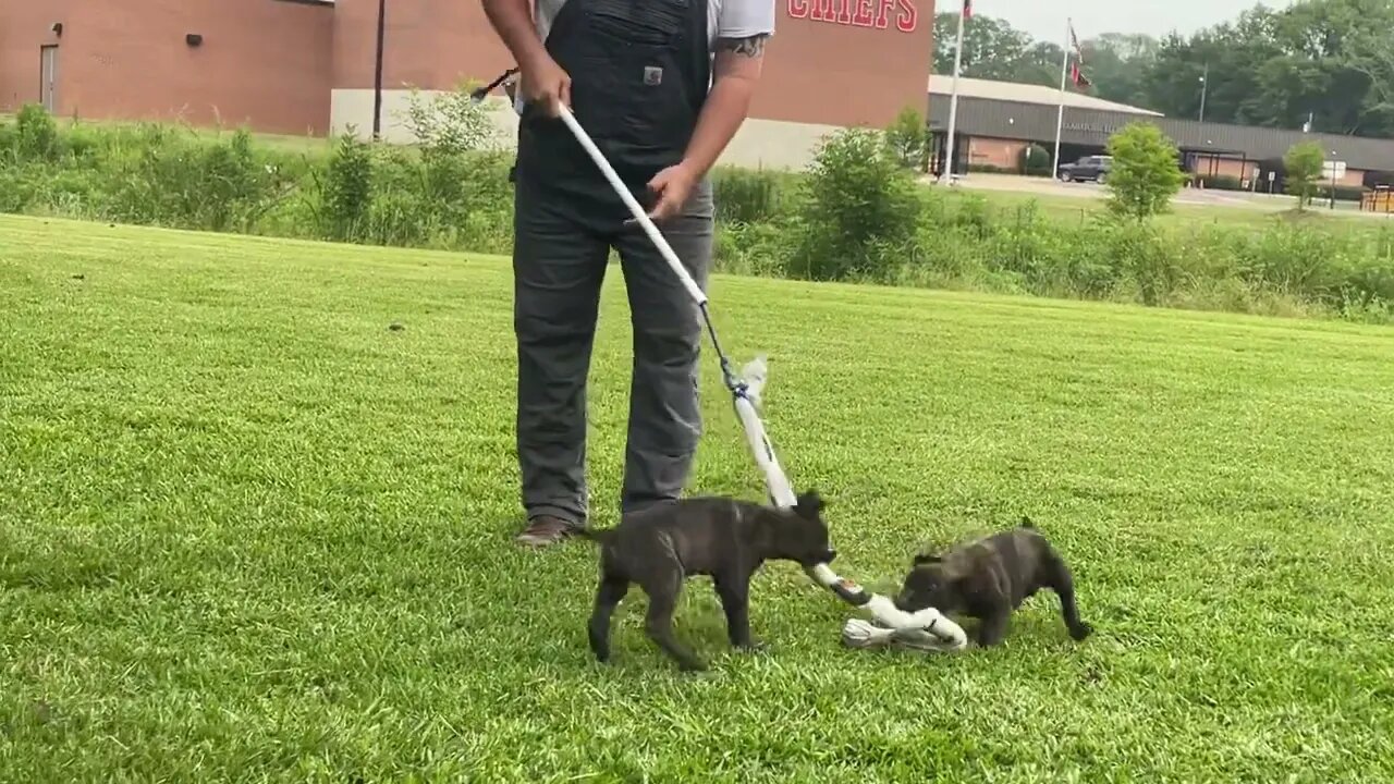 Male pups off Cowboy x Mystique - 6 1/2 wks old