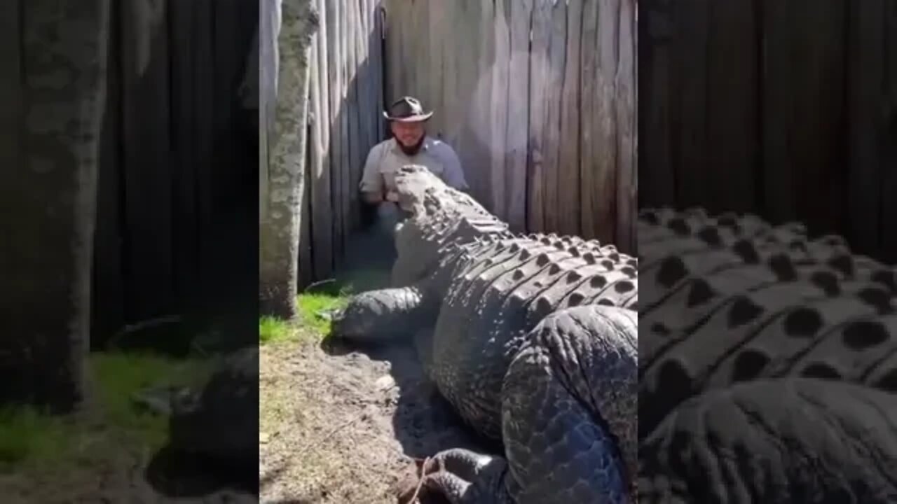 olha o tamanho desse crocodilo 😱😱😱 #shorts