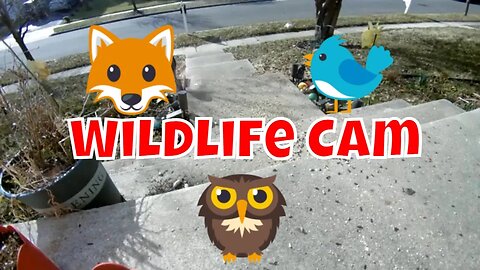 Wildlife And Animal Live Cam 🌲