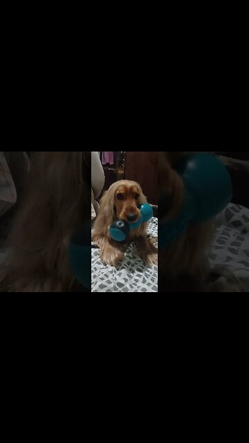 #dogshow, #amimals, #dogs, #shorts