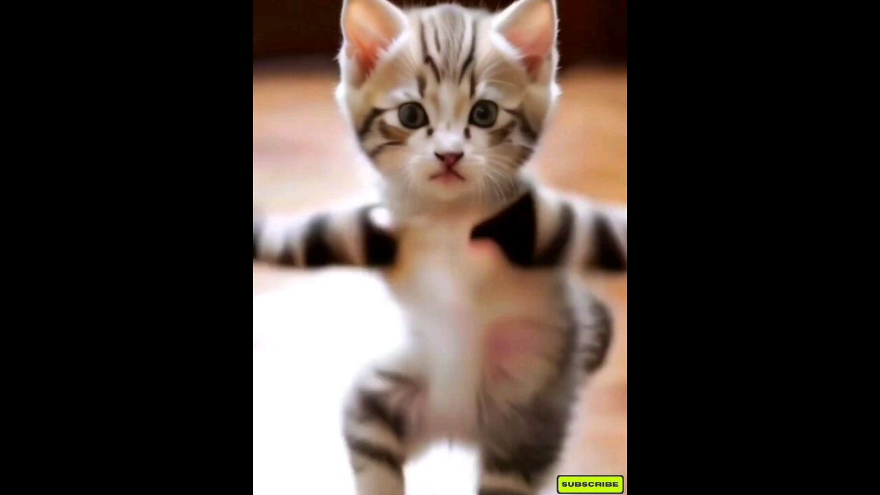 Amazing cat dance👌 trending video