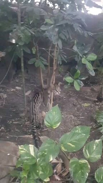 Have you seen an Ocelot before?