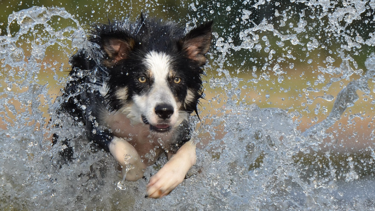 The MOST FUNNY VIDEO EVER FOR A DOG AND WATER 🐶🐶🐶