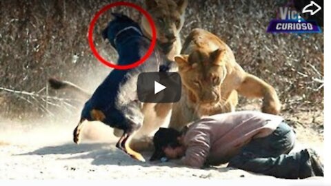 Amazing Stories of Animals That Saved Humans