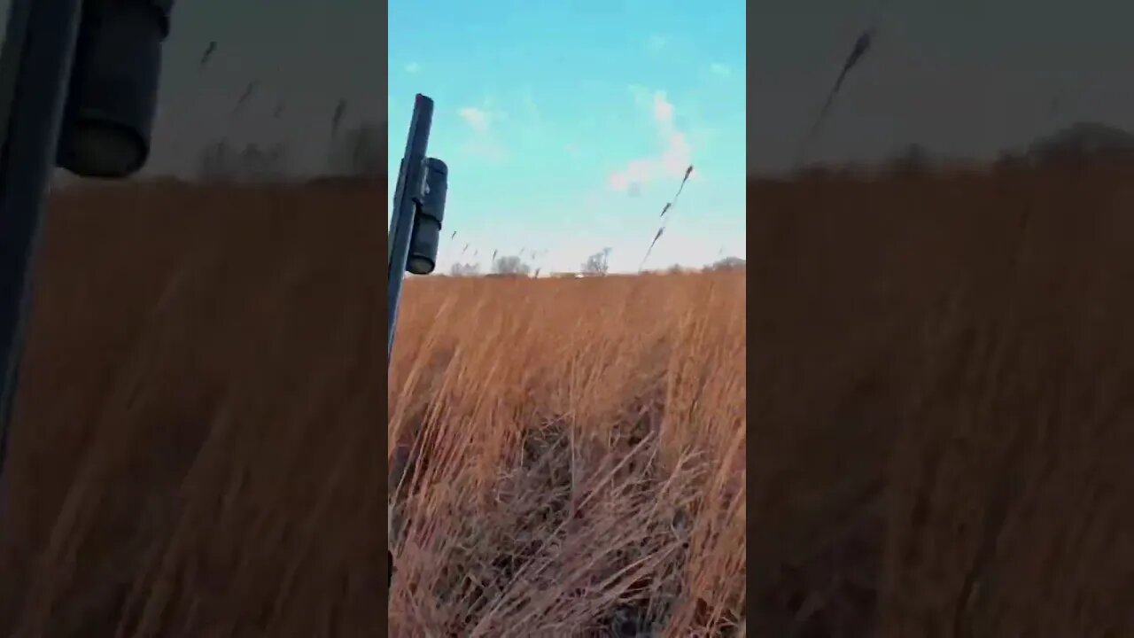 FLUSHING Rooster Pheseant 🔥🔥 #pheasanthunting #birddog #goldenretriever #uplandhunting