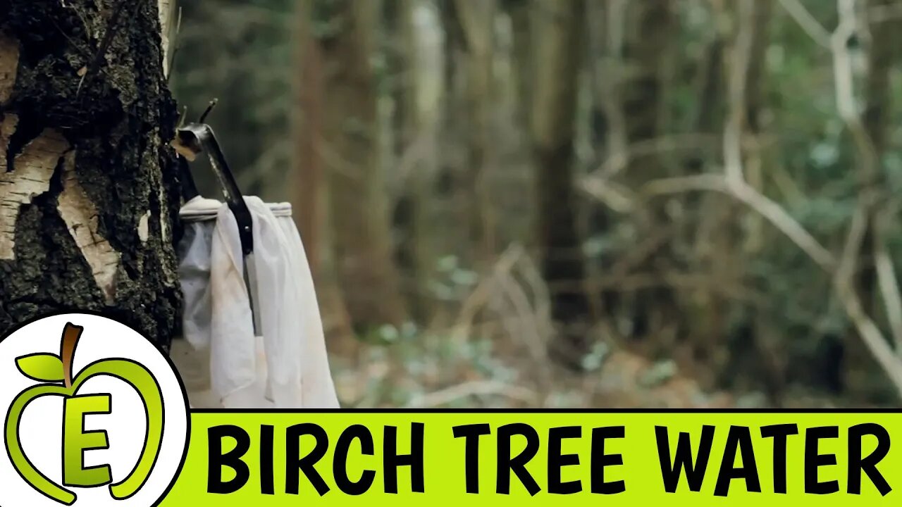 Birch Tree Water Review - Is It Healthy?