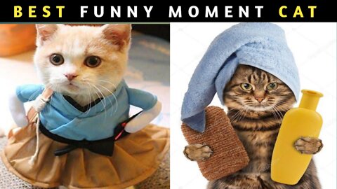 ||Best funny moments 🐈🐈CAT||Funny moment Animals||😂😂