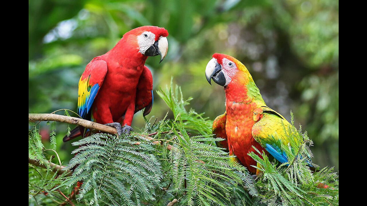 male or female parrot