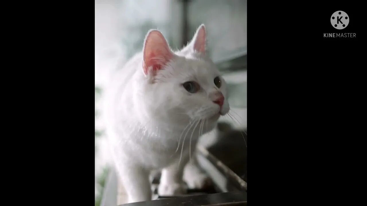 Cute Cat#shorts