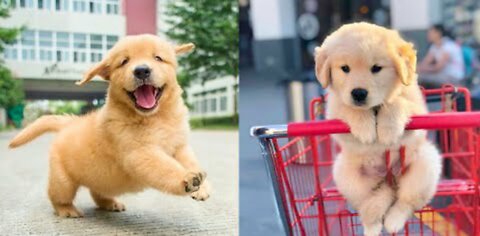 Baby dogs 🐶!! Cute and funny dogs