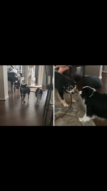 High energy dogs use "teamwork" to play fetch