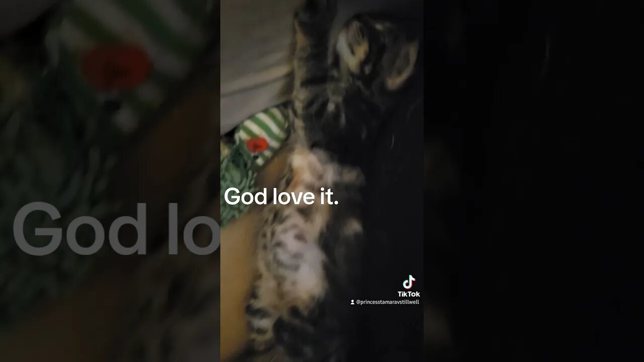 Rescue kitten Walter Croncat God love it