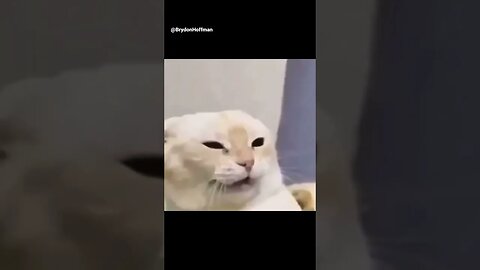 Funny Cat Meme