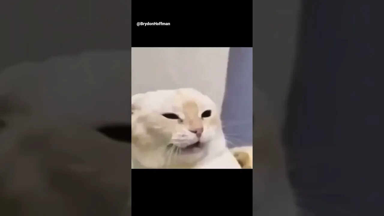 Funny Cat Meme