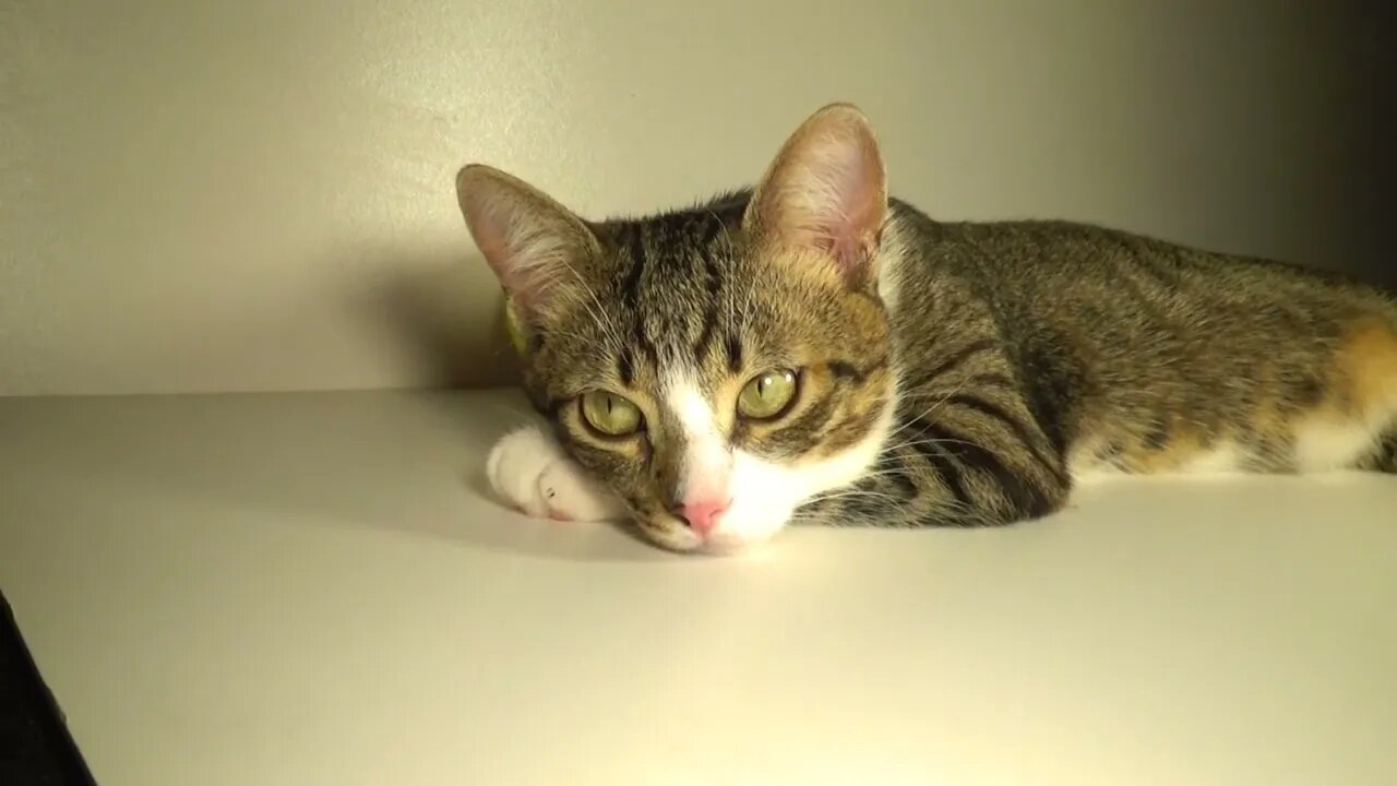 Cute Kitten Sleeps on His Paw