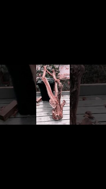 Bistro￼ table from a funky mountain laurel burl tree!