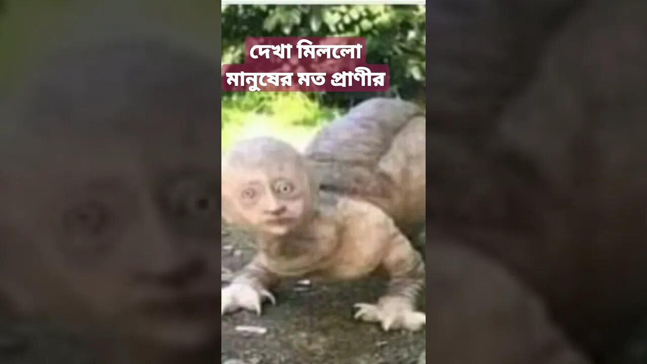 দেখা মিললো মানুষের মত এক বিরল প্রজাতির প্রাণীর