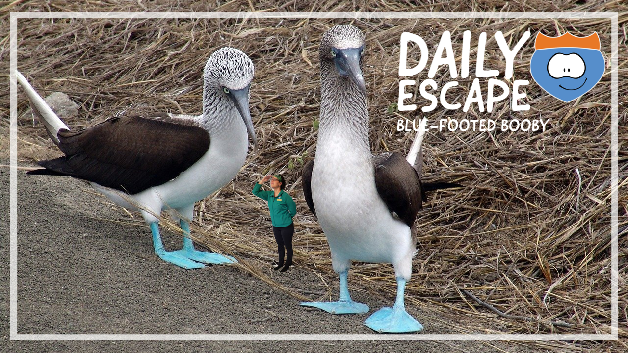 Daily Escape: blue-footed booby, by Oddball Escapes