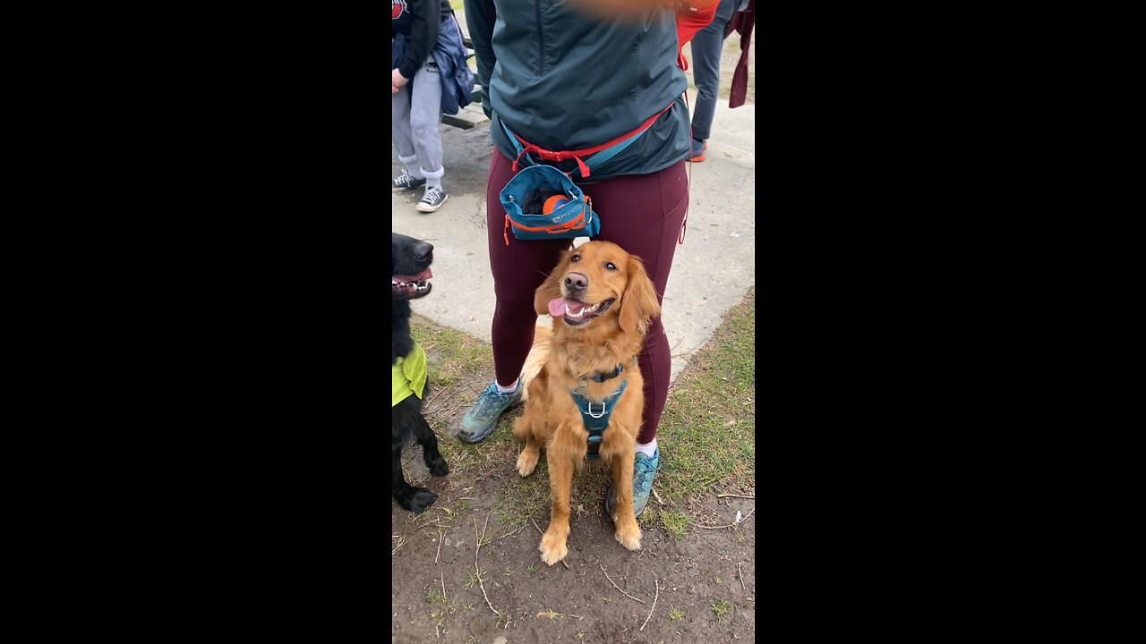 Cute Dog Smiles For a Picture