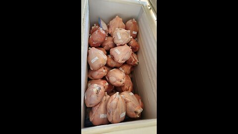 59 HARVESTED MEAT CHICKENS pt. 2