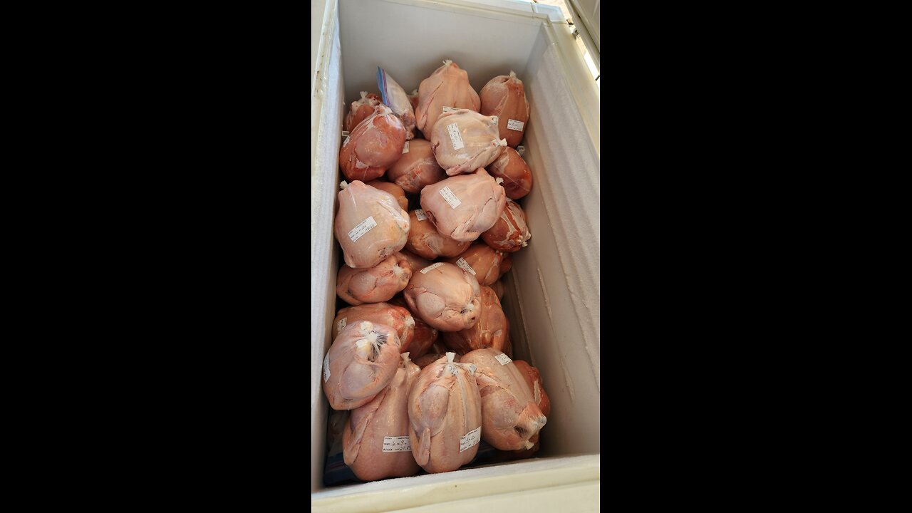 59 HARVESTED MEAT CHICKENS pt. 2