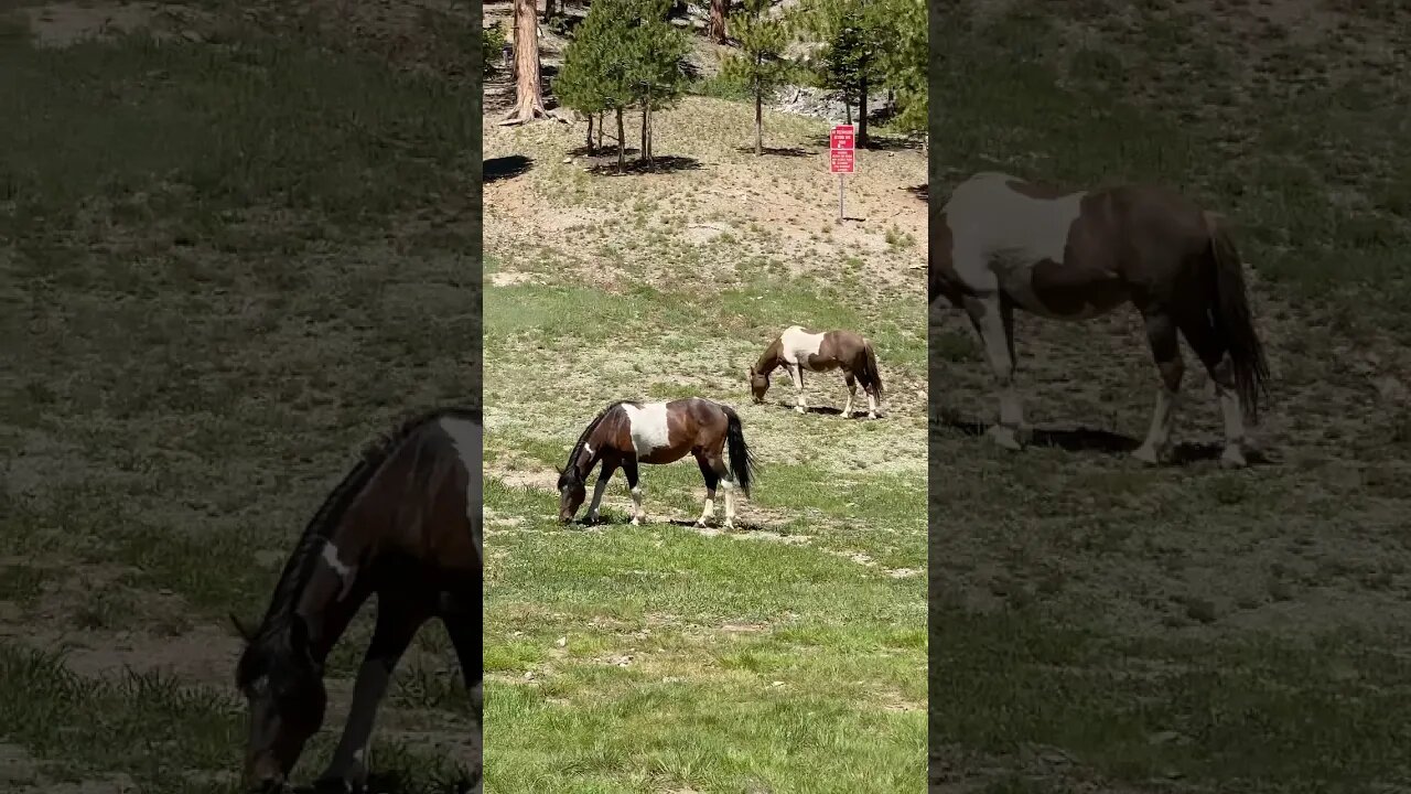 Wild Horses and Beautiful Mountains , One Hour Drive From Las Vegas , Nevada #shorts