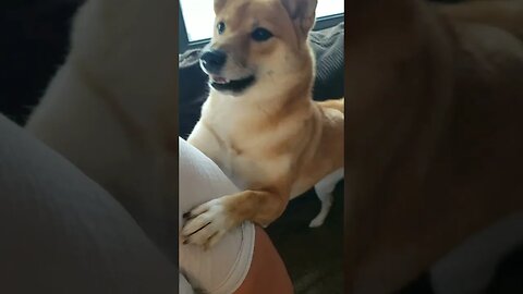 Shiba Duet - Doge sings for me , woof woof 🐶