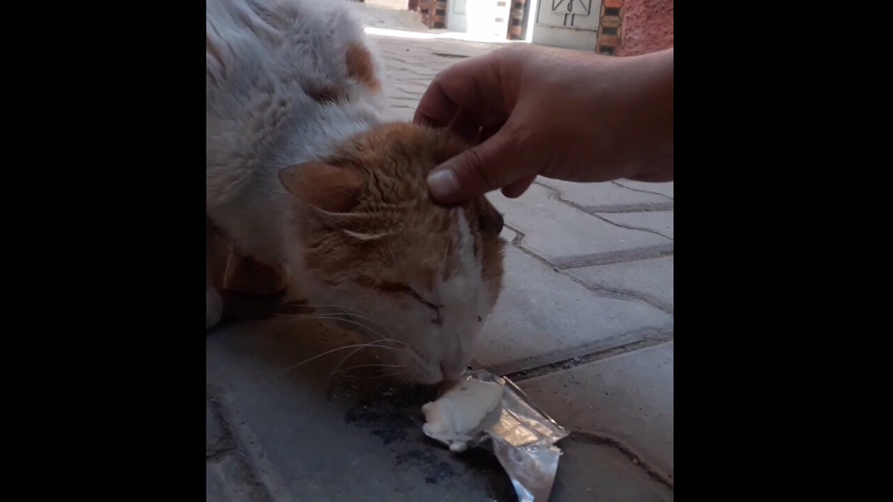 A cute street cat finds it difficult to eat her breakfast