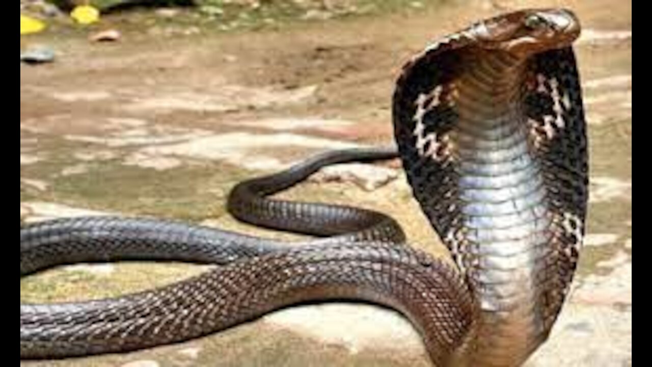 Release the King Cobra to the forest