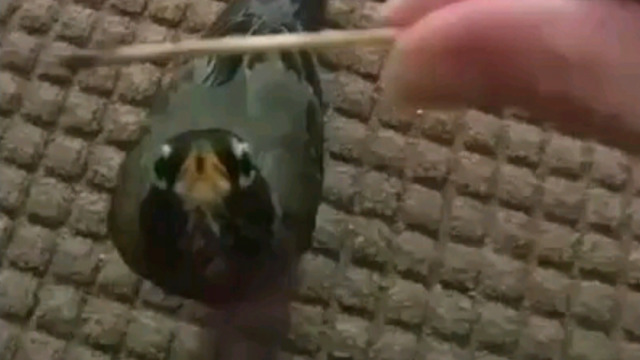 Playful Rescued Robin Caught on Video Performing a Trick