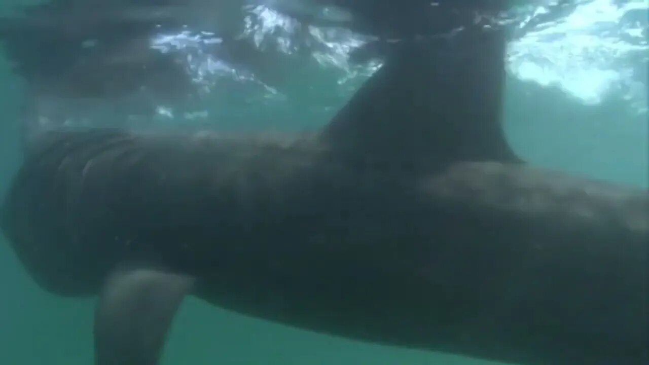 Basking Shark - Interesting facts about Breaching Basking Sharks-2