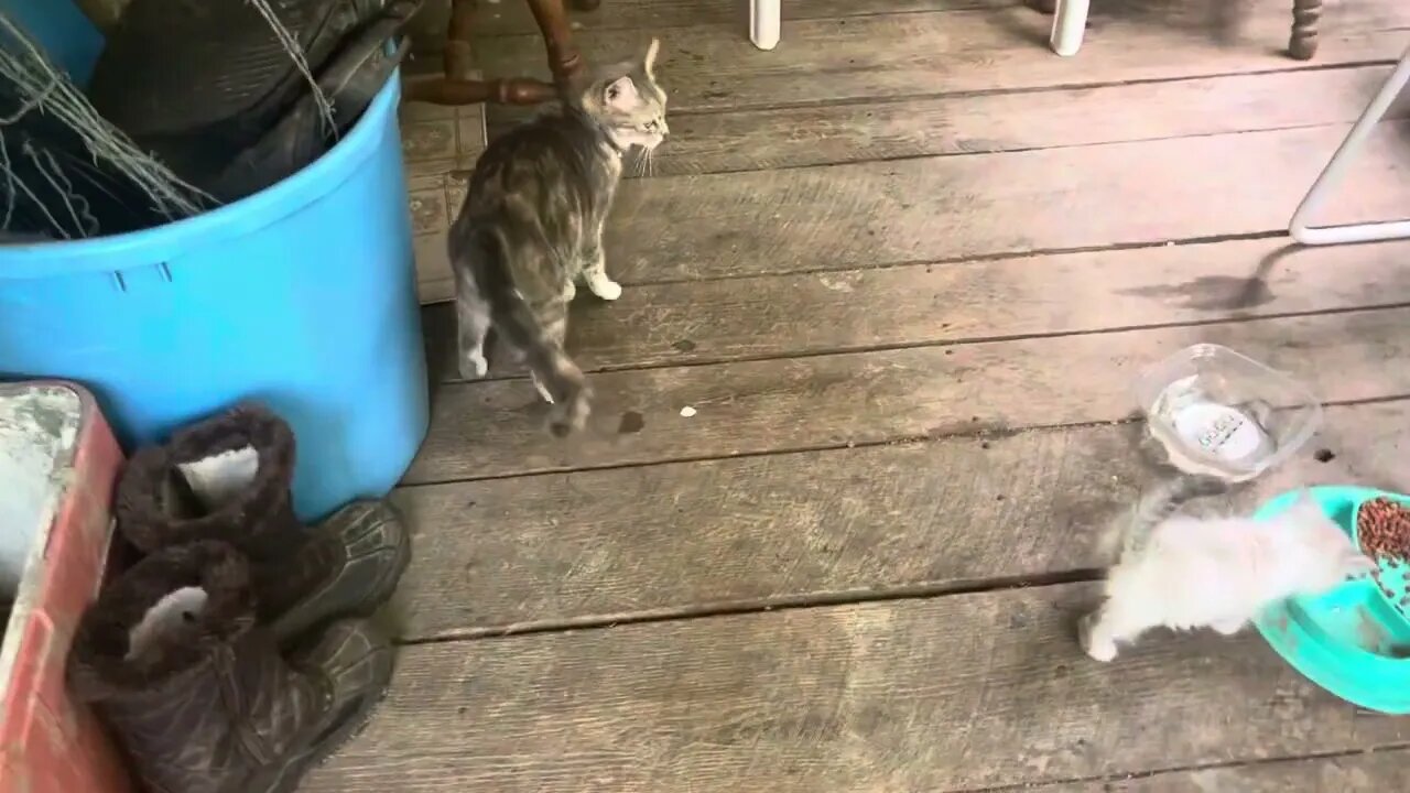 Becca Hangin’ On The Deck With Buttercup, Mama Olive & Tiny Boo What A Crew!