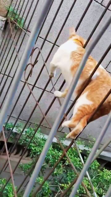 great cat skills / Fantastic moments #rumbleshorts videos